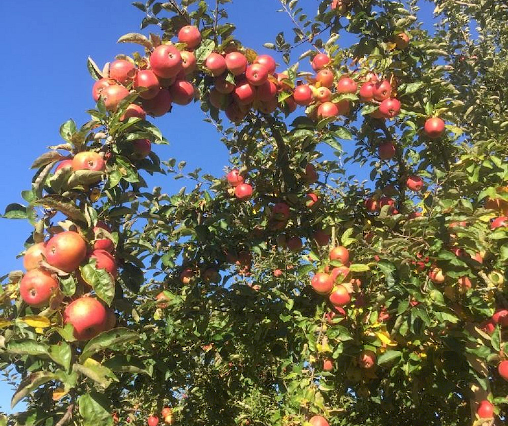 © Bio-Obsthof Holzmair Haindlfing