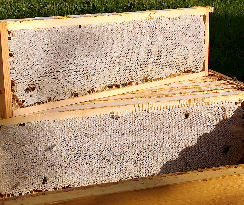 © Bio-Imkerei Michael Streckfuß