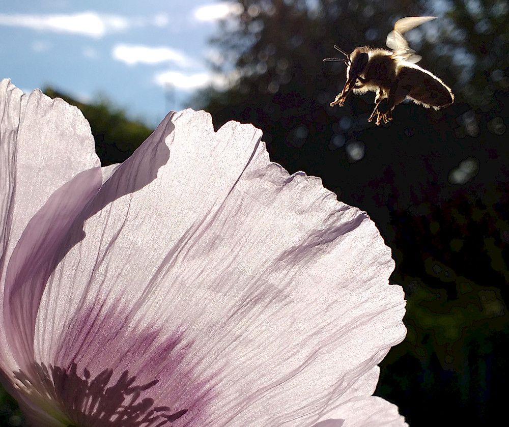 © Bio-Imkerei Michael Streckfuß