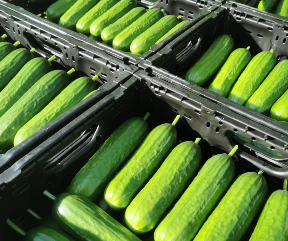 © Gemüsebau Naderer e. K.