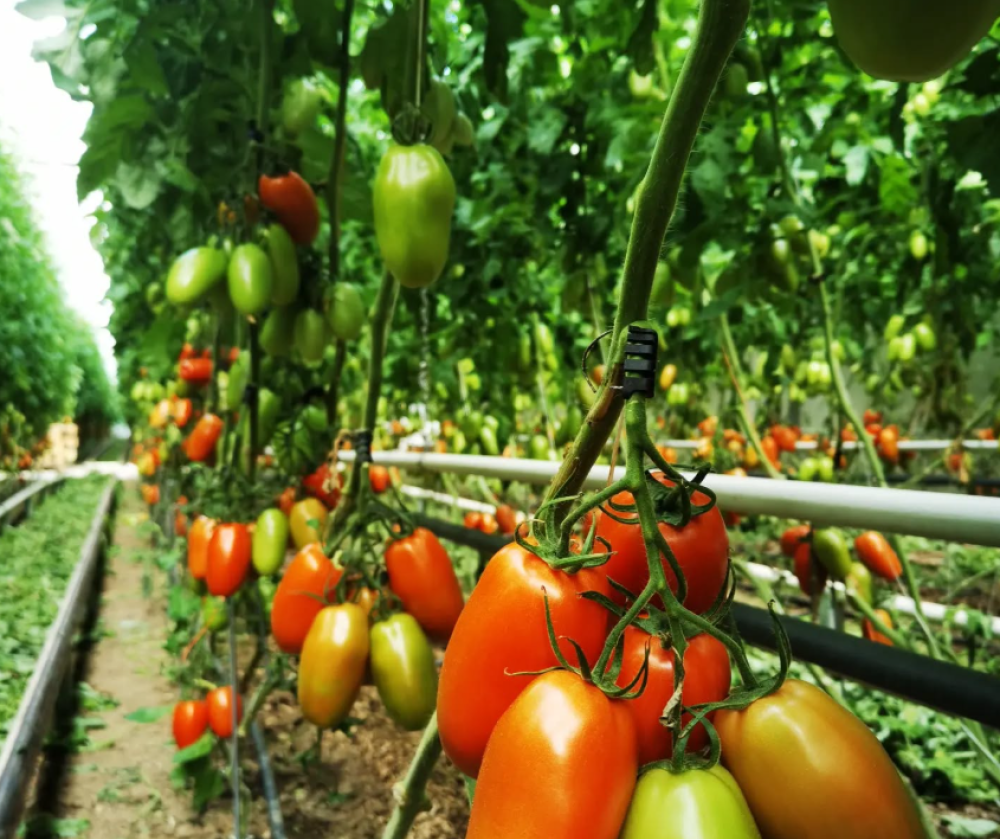 © Gemüsebau Naderer e. K.