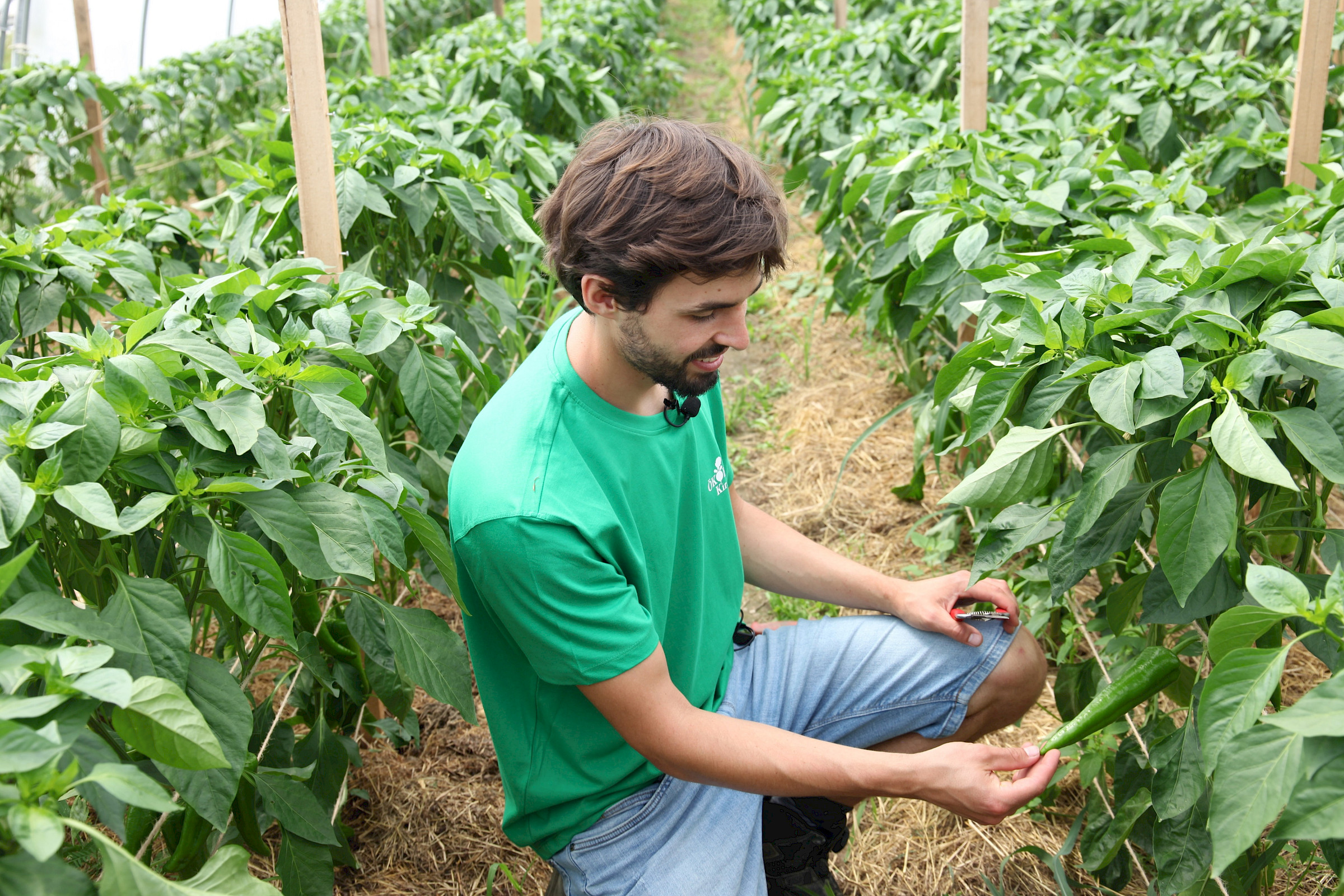 Bio- Gemüse der Ökokiste Achatz